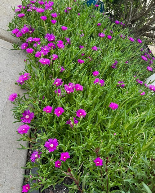Best Summer-Blooming Succulents 1