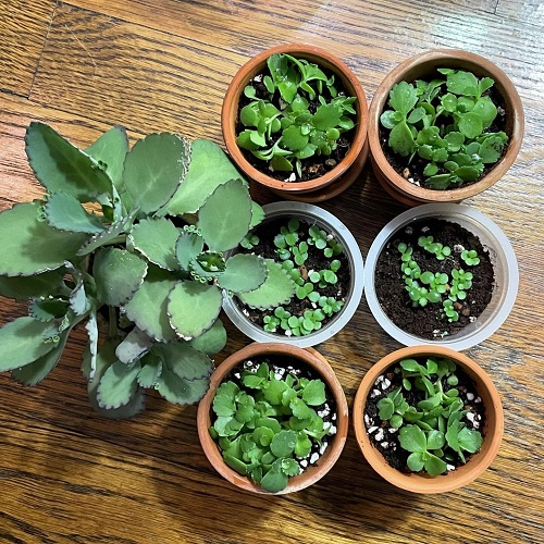 Propagating Mother of Thousands 1