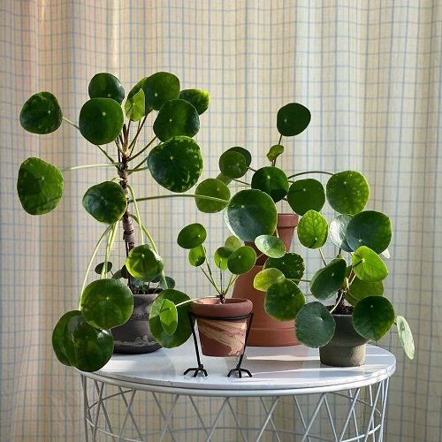 Beautiful Chinese Money Plant Display 6