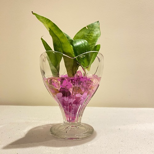 creativity with Snake plant in wine glasses 4