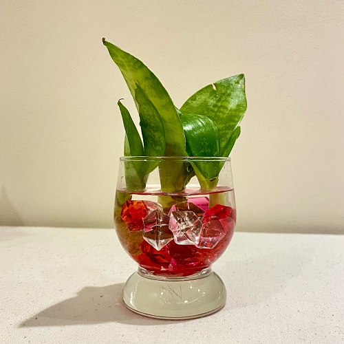 creativity with Snake plant in wine glasses 3