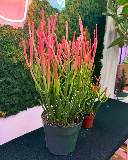 Stuning Orange Succulents 1