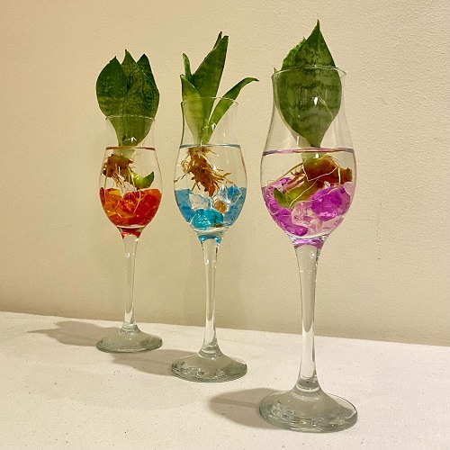 creativity with Snake plant in wine glasses 1