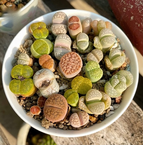 Succulents That Look Like Vagina