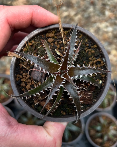 beautiful Black Succulents 3
