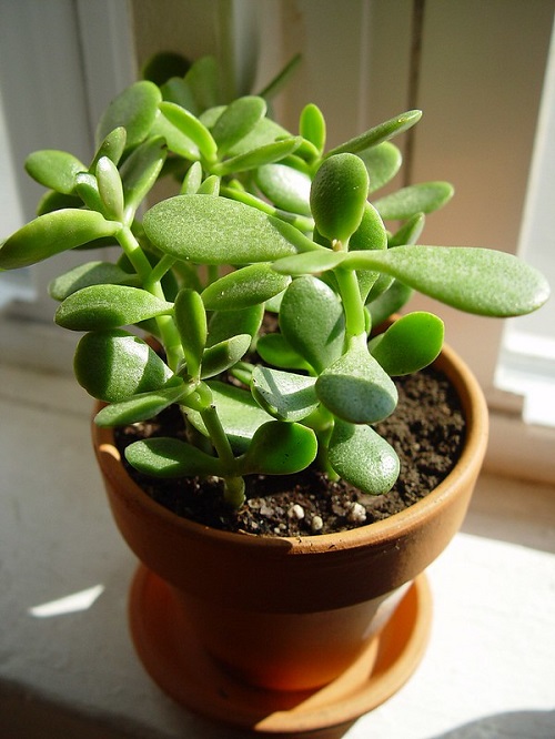 Encourage New Growth on Your Jade Plant 2