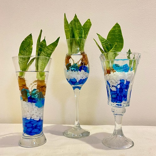 creativity with Snake plant in wine glasses 2