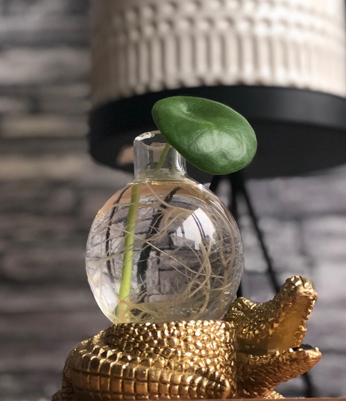 Propagating pilea From a Leaf 3