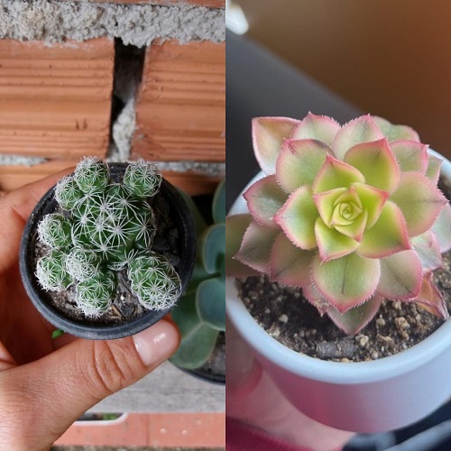 Succulents You Shouldn’t Grow Together 8