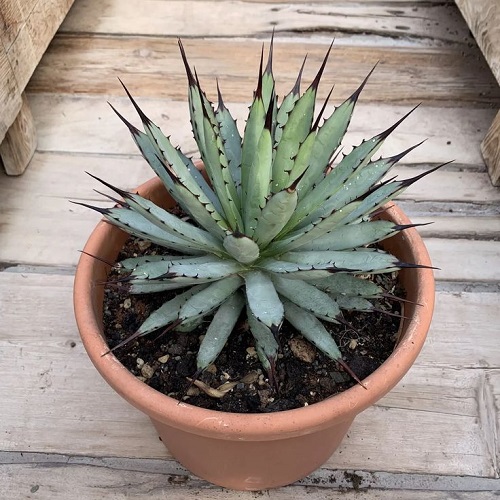 Beautiful Succulent Herbs 2