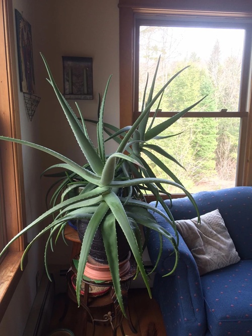 spiky Succulents That Are Surprisingly Easy to Handle