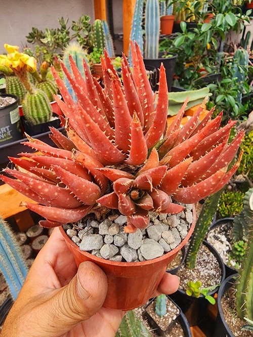 BEautiful Orange Succulents 1