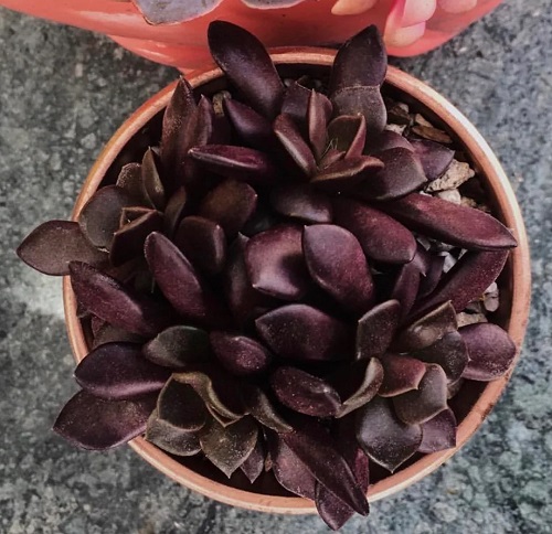 beautiful Black Succulents 2