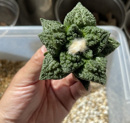 Living Rock Cactus