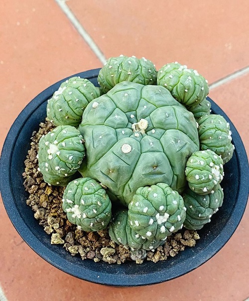 Cactus Varieties that Look like Sea Creatures 1