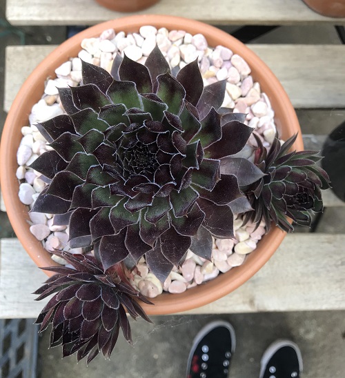 stunning Black Succulents 3
