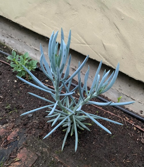 Best Summer-Blooming Succulents 3