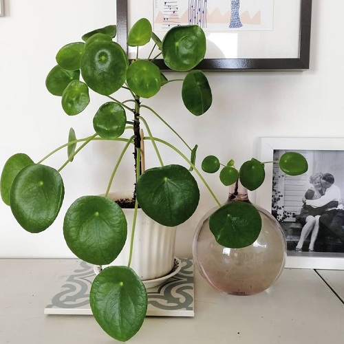 Inspiring Chinese Money Plant Display 5