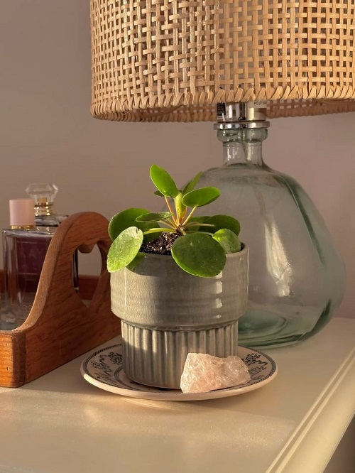 Trending Chinese Money Plant Display 1