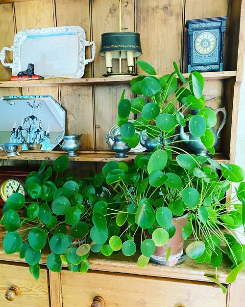 Trending Chinese Money Plant Display 3