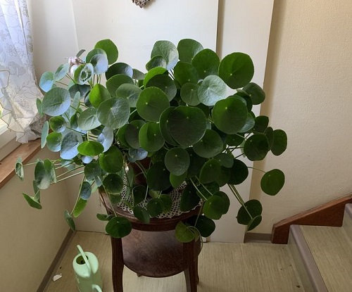 Trending Chinese Money Plant Display 4