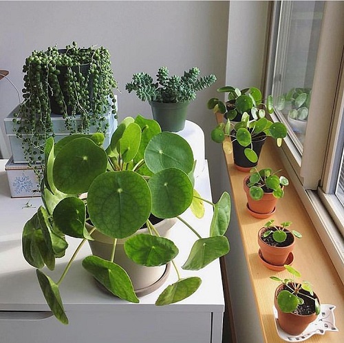 Trending Chinese Money Plant Display 5