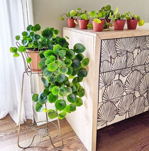Chinese Money Plant Display Ideas 2