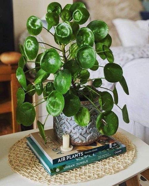 Chinese Money Plant Display Ideas 3