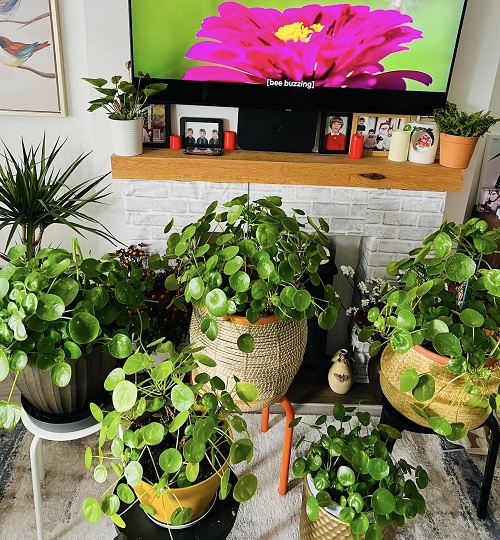 Chinese Money Plant Display Ideas 4