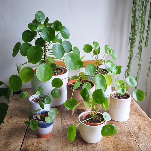 Chinese Money Plant Display Ideas 5