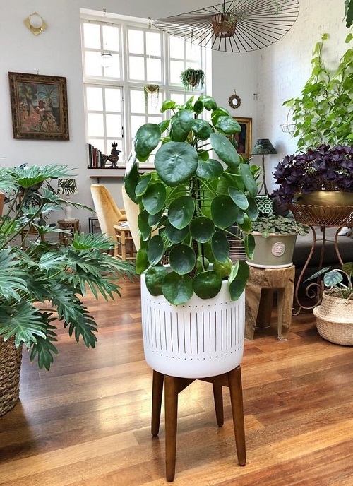 Inspiring Chinese Money Plant Display 2