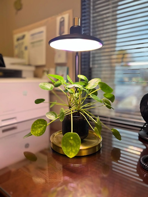 Inspiring Chinese Money Plant Display 3