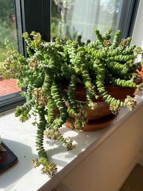 Stuning succulent look Like Jewelry Strings 2