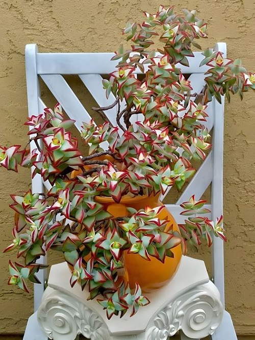 Beautiful succulent look Like Jewelry Strings