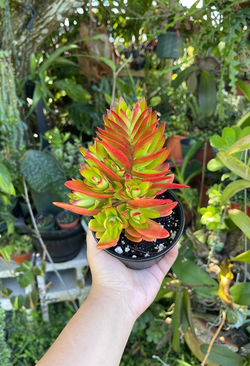 Best Orange Succulents 3