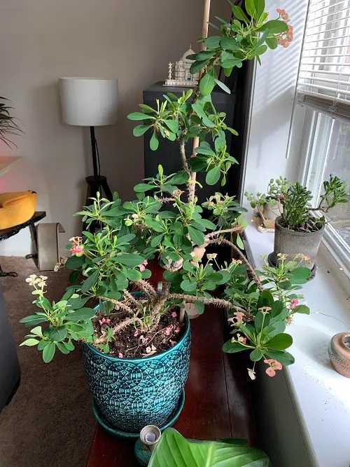 Crown of Thorns indoor