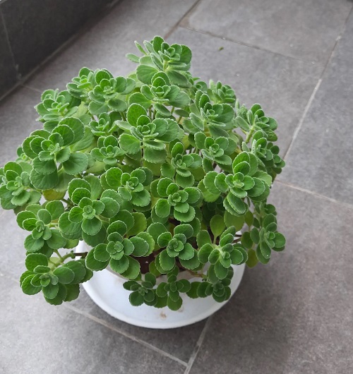 Best Succulent Herbs 2