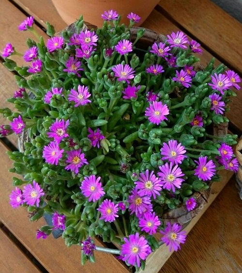 Beautiful Succulent Herbs 1