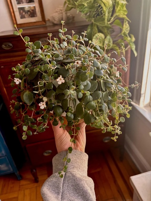 Succulents That Look Like Orchids 4