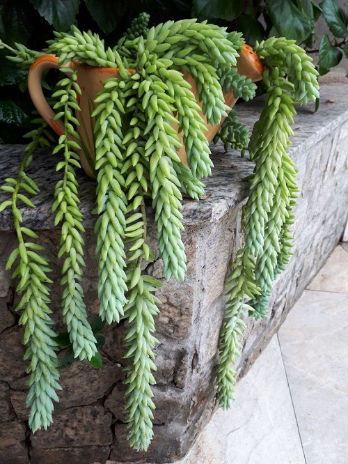 Best Summer-Blooming Succulents 5