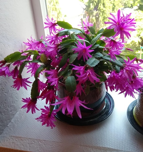 Easter Cactus indoor