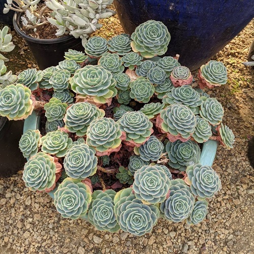 Succulents That Look Like Flowers But Never Bloom
