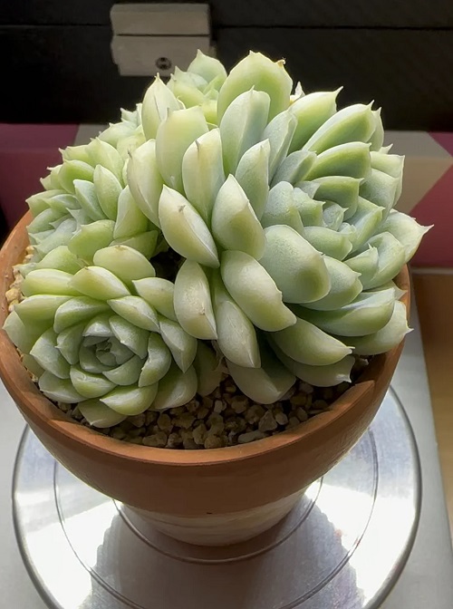 Succulents That Improve Mood and Reduce Anxiety 4