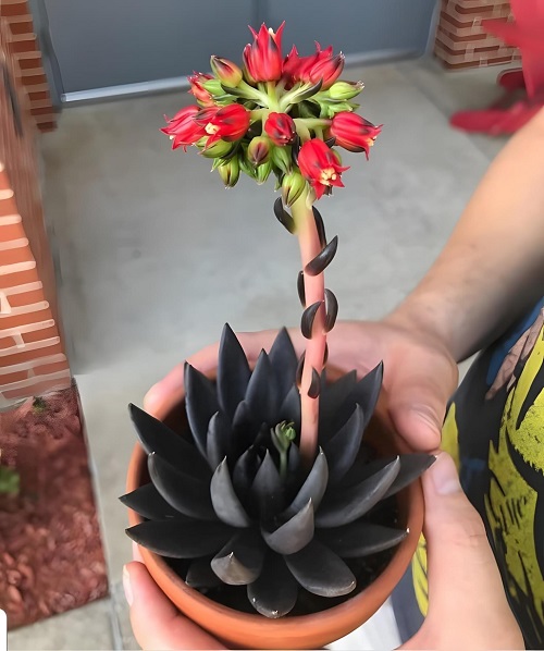 Best Black Succulents 3
