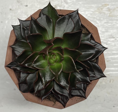 Best Black Succulents 2