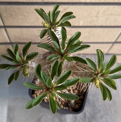 Euphorbia guillauminiana- Care Guide