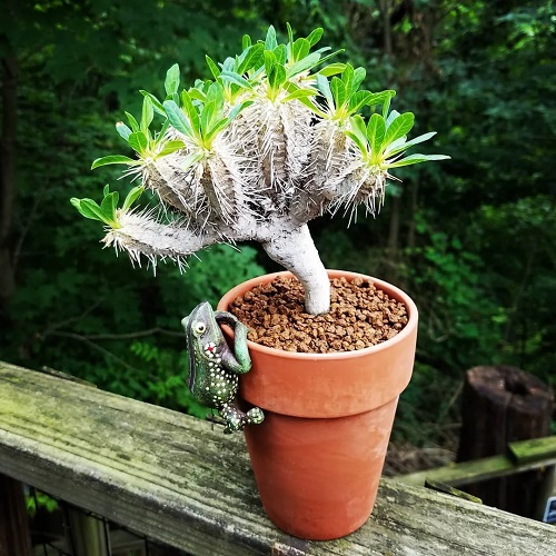 Euphorbia guillauminiana- Care Guide