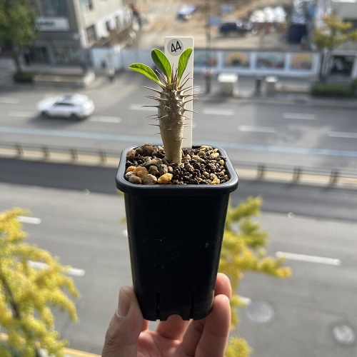 Euphorbia guillauminiana Propagation