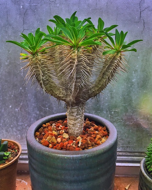 Euphorbia guillauminiana- Care Guide