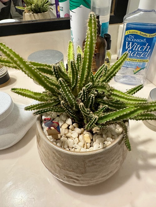 Fairy Castle Cactus 1